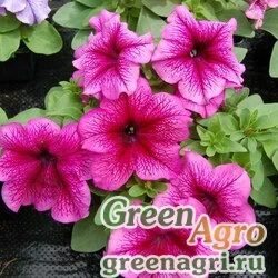 Семена Петуния крупноцветковая (генетически компактная) (Petunia grandiflora) "Limbo *GP* F1" (plum) raw 5000 шт.