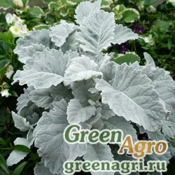 Семена Цинерария приморская (Senecio cineraria) "New Look" (evergreen) pelleted 5000 шт.
