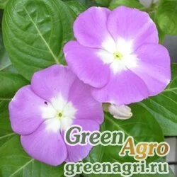 Семена Катарантус розовый (Vinca rosea) "Heatwave" (blue w. eye) raw 1000 шт.