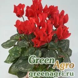 Семена Цикламен персидский (Cyclamen persicum) "Minola F1" (scarlet) 500 шт.