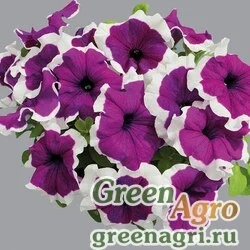 Семена Петуния крупноцветковая (генетически компактная) (Petunia grandiflora) "Limbo *GP* F1" (violet picotee) raw 5000 шт.