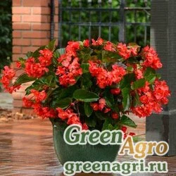 Семена Бегония гибридная (зеленая листва) (Begonia hybrida) "Megawatt F1" (pink green leaf) pelleted 100 шт.