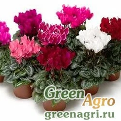 Семена Цикламен персидский (Cyclamen persicum) "Dancerella F1" (pastel mix) raw 100 шт.