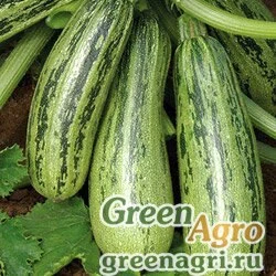 Семена Кабачок Удалой (упак-50 гр.)