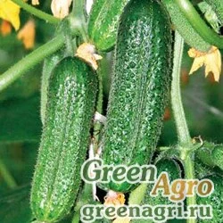 Семена Огурец Вязниковский 37 (упак-50 гр.)