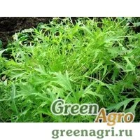 Семена Капуста японская Изумрудный узор (упак-50 гр.)