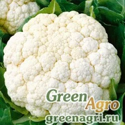 Семена Капуста цветная Альфа (упак-50 гр.)