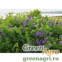 Сидераты Вика 5 кг Зеленый уголок
