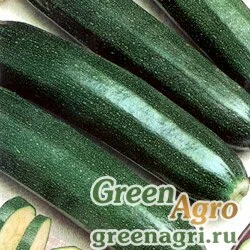 Семена Кабачок Деликатес (упак-50 гр.)