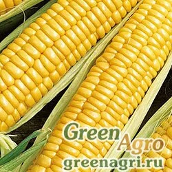 Семена Кукуруза Золотой батам (упак-50 гр.)