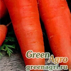Семена Морковь Шантенэ 2461 (упак-50 гр.)