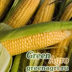 Семена Кукуруза Сластена (упак-50 гр.)