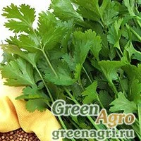 Семена Кориандр Карибе (упак-50 гр.)