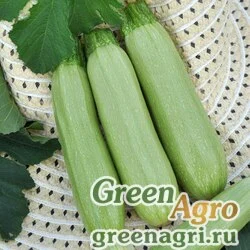 Семена Кабачок Супергрей F (упак-50 гр.)