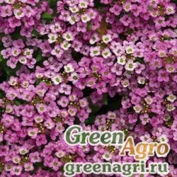Семена Алиссум Розовая королева  (упак-50 гр.)
