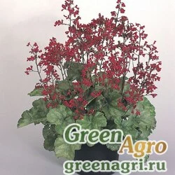 Семена Гейхера кроваво-красная (Heuchera sanguinea) "Ruby Bells" (deep red) raw 1000 шт.