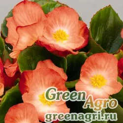 Семена Бегония вечноцветущая (зеленая листва) (Begonia semperflorens) "Sprint Plus F1" (orange bicolor) pelleted 1000 шт.