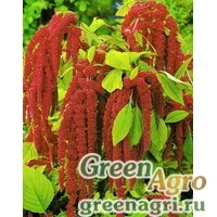 Семена Амарант Красный  (упак-50 гр.)