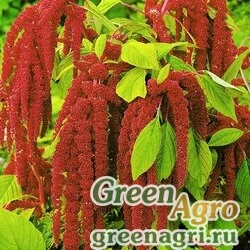 Семена Амарант Красный  (упак-50 гр.)