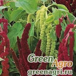 Семена Амарант Смесь видов  (упак-50 гр.)