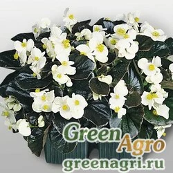 Семена Бегония вечноцветущая (бронзовая листва) (Begonia semperflorens) "Cocktail — Whisky F1" (white) raw 1000 шт.