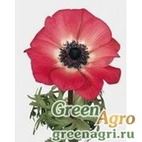 Семена Анемона (Ветреница) корончатая (Anemone coronaria) "Mona Lisa" (pink) raw 100 шт.