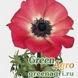 Семена Анемона (Ветреница) корончатая (Anemone coronaria) "Mona Lisa" (pink) raw 100 шт.