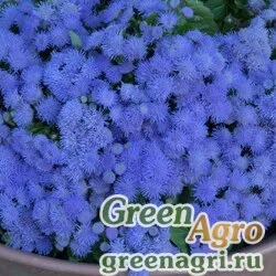 Семена Агератум Голубая норка  (упак-50 гр.)