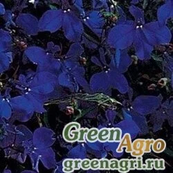 Лобелия ежевидная ампельная (Lobelia erinus) "Regatta" (midnight blue) Raw 1 гр.