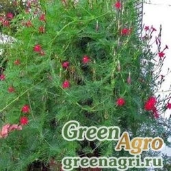 Семена Ипомея Летняя радость  (упак-50 гр.)