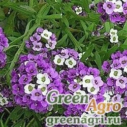Семена Алиссум Фиолетовая королева  (упак-50 гр.)