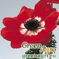 Семена Анемона (Ветреница) корончатая (Anemone coronaria) "Mona Lisa" (red bicolor) raw 100 шт.