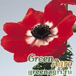 Семена Анемона (Ветреница) корончатая (Anemone coronaria) "Mona Lisa" (red bicolor) raw 100 шт.