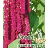 Семена Амарант метельчатый Ред Кафедрал  (упак-50 гр.)