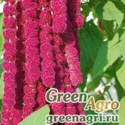Семена Амарант метельчатый Ред Кафедрал  (упак-50 гр.)