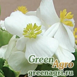 Семена Бегония вечноцветущая (зеленая листва) (Begonia semperflorens) "Variace F1" (white) pelleted 1000 шт.