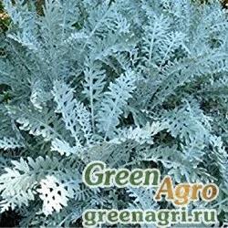 Семена Цинерария приморская (Senecio cineraria) "Silverdust" pelleted 5000 шт.