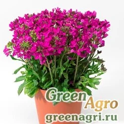 Семена Арабис реснитчатый Роуз Делайт 250шт