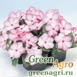 Семена Бальзамин Баланс Роуз Пикоти 100шт