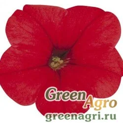 Семена Петуния мультифлора Мерлин Ред 250драже