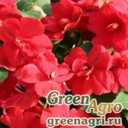 Семена Бальзамин махровый Афина Ред 100шт