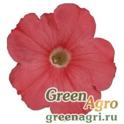 Семена Петуния мультифлора Мерлин Салмон 250драже