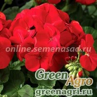 Семена Пеларгония зональная Маверик Скарлет 1000шт
