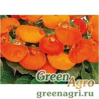 Семена Кальцеолярия Даинти Бронз 1000драже