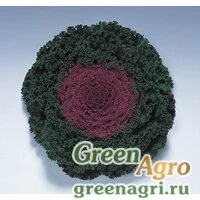 Семена Капуста декоративная Камоме Ред 1000шт