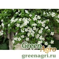 Семена Бакопа Сноутопия 100драже