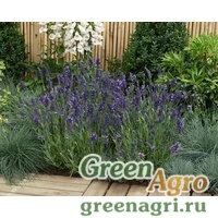 Семена Лаванда Эллеганс Парпл 250шт