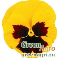 Семена Виола крупноцветковая Пауэр Еллоу виз Блотч 100шт
