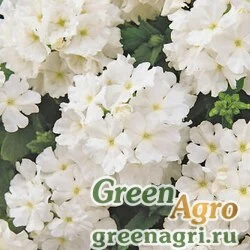 Семена Вербена Кварц Вайт 100шт