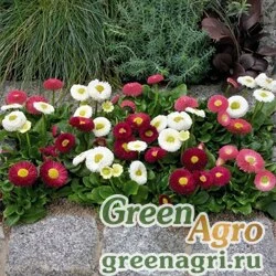 Семена Маргаритка многолетняя (Bellis perennis) "Speedstar" (mix) pelleted 1000 шт.